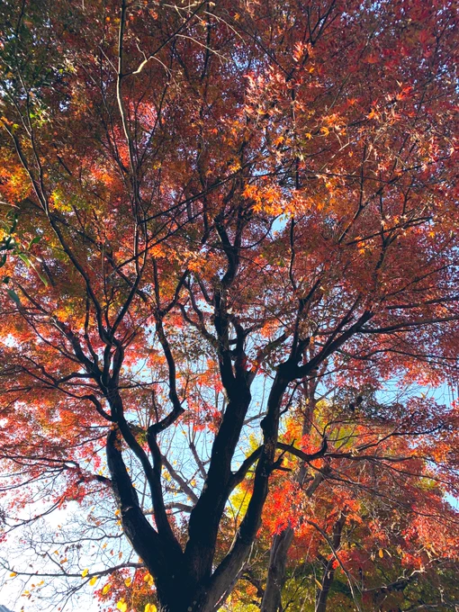 紅葉が綺麗ですねぇ