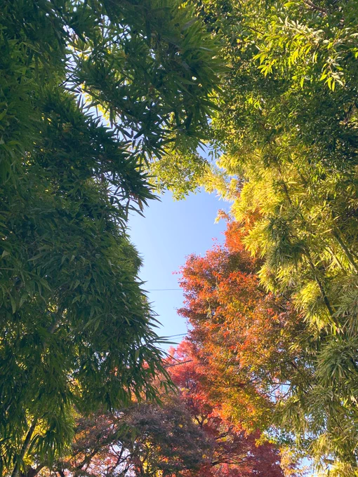紅葉が綺麗ですねぇ