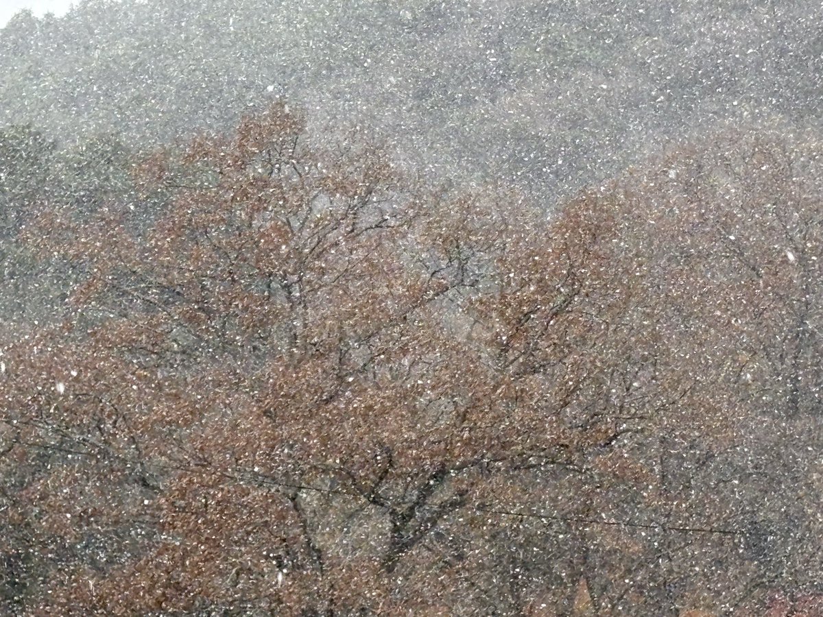 【再掲】
長登地区、今年初めての雪が降っています❄️
#初雪 #美東町 #美祢市 #山口県