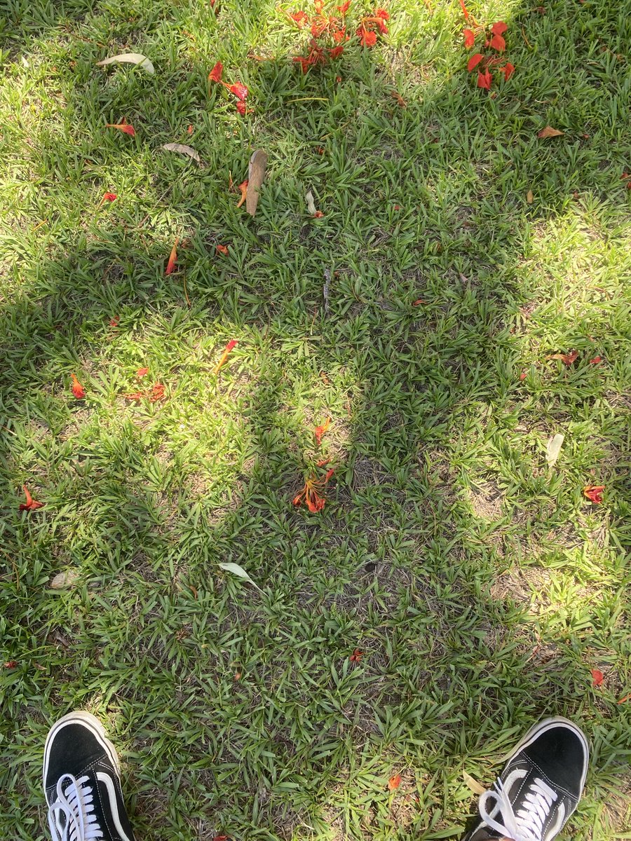 Sover1gn's tweet image. #touchgrass my friends! 🌱🥷