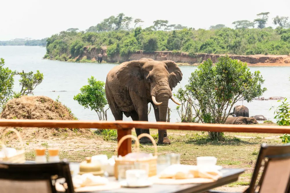 Good morning from Queen Elizabeth National Park!

One of the most luxurious lodges in the region offering unique cozy stays.

Open for those festive stays as you enjoy a wildlife encounter in this amazing park.

For inquiries about packages, whatsapp 0780348878 📌

<a href="/TweetsbyIman/">I M A N</a>