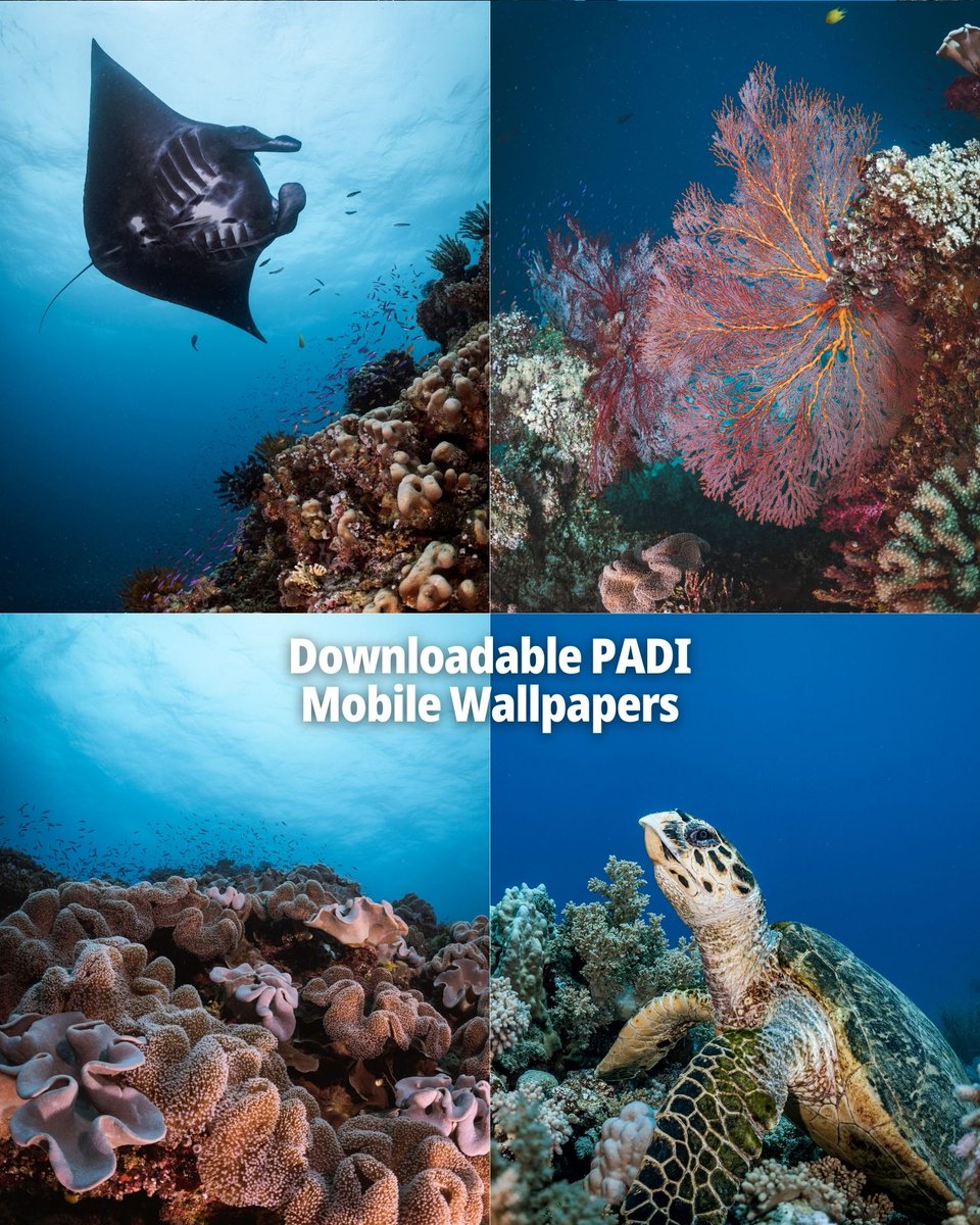PADI's tweet image. The ocean lover in your life deserves a holiday gift! 🎁 Choose the perfect present for your favorite dive buddy. 🤿

🛒 Shop now: padi.com/gift-guide-for…

#PADI #HolidayGift #PADIGift #OceanLovers