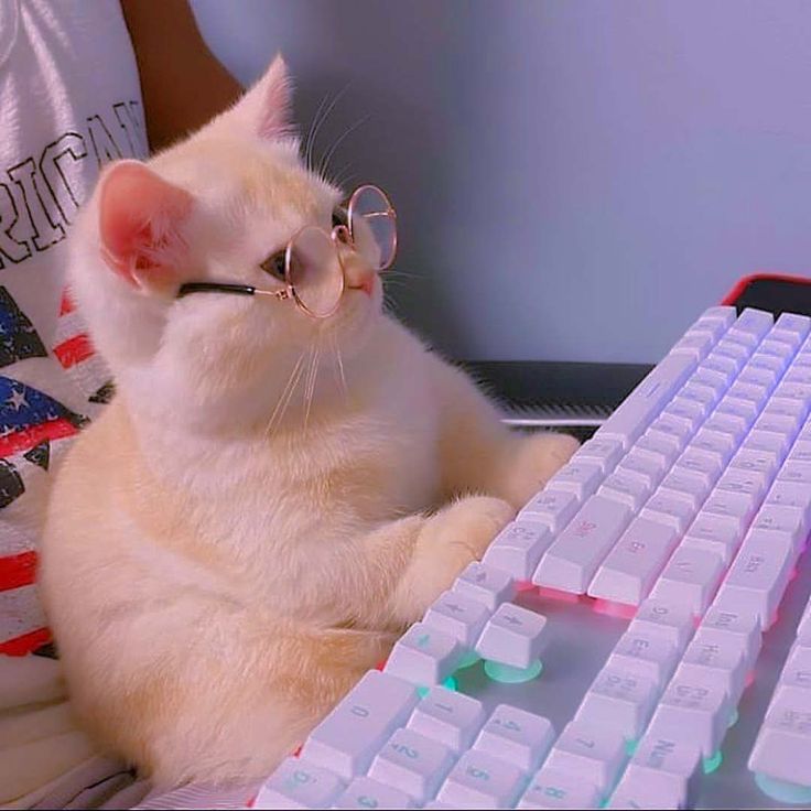 ࿔˚⋆𝓜𝓸𝓻𝓸𝓼𝓮⋆˚࿔ tweet media