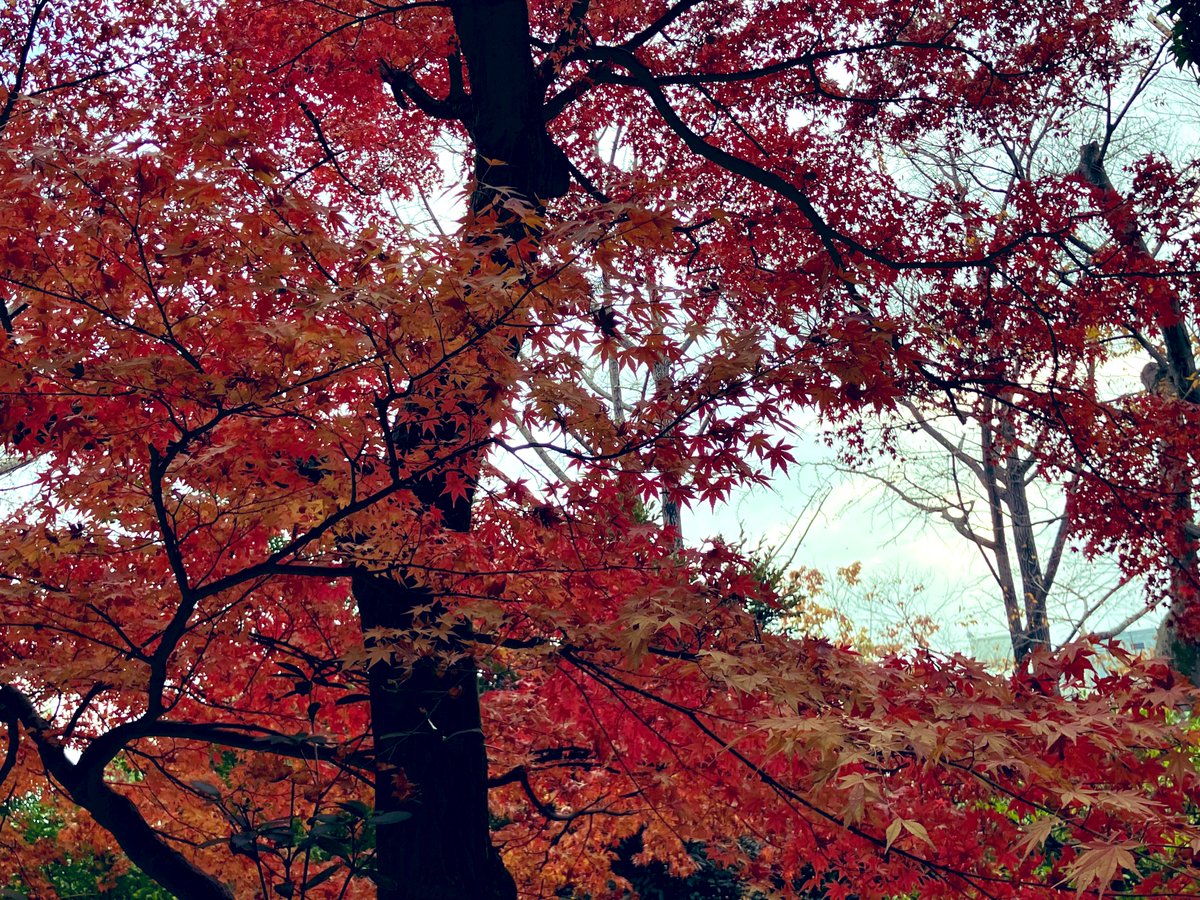 CO0225's tweet photo. ずっと前から行きたかった根津美術館の在原業平生誕1200年記念特別展【伊勢物語. ―美術が映す王朝の恋とうた―】
庭園の紅葉がまだ見頃だったので外国人のお客様も多かった🍁
#nezumuseum https://t.co/XabvkeT88V