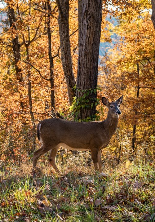 Good morning X-Friends…Happy Wednesday 🌼🍂☕️🦌🧡🤎💛

#WednesdayMotivation 🌼 #CoffeeTime ☕️ #AnimalLovers 💛 #StayPositive 💐 #PeaceAndLove 🕊️
