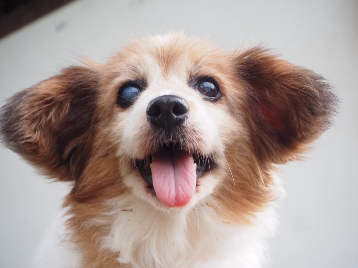 ひめたそ 17歳ミックス犬 (@hime1207taso) / Posts / X