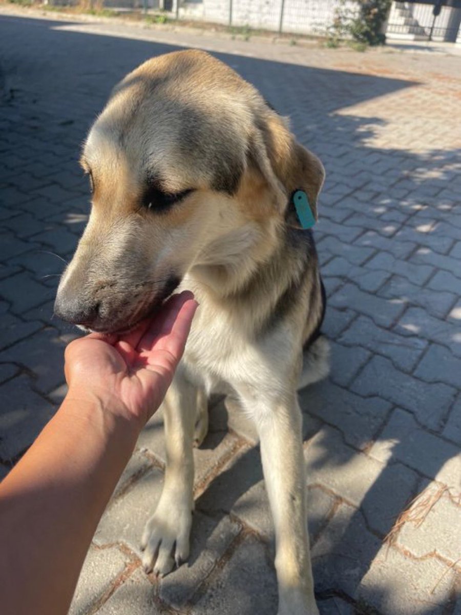 Üç aylık geçici ailesi olur musunuz? 🥺