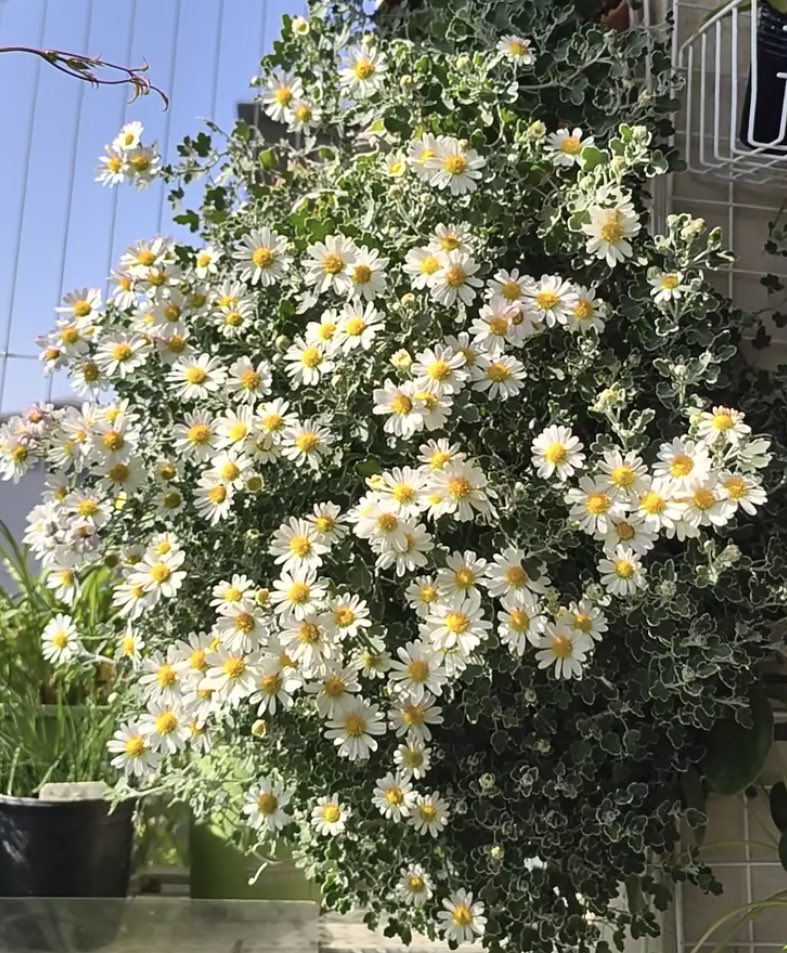 PeyzajBitkileri's tweet photo. Günaydın🌼 https://t.co/kx1og9Mrlx