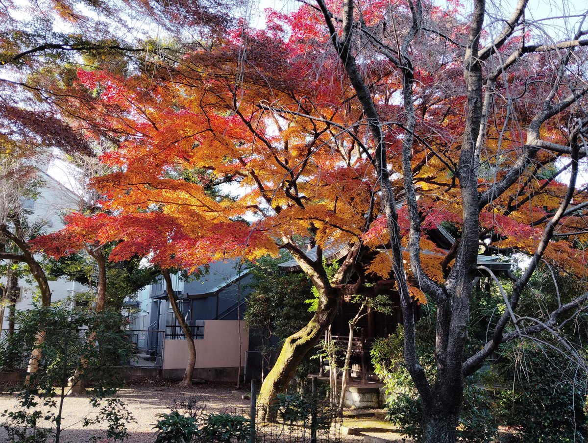 高円寺から中野まで歩いた｡⁠◕⁠‿⁠◕⁠｡