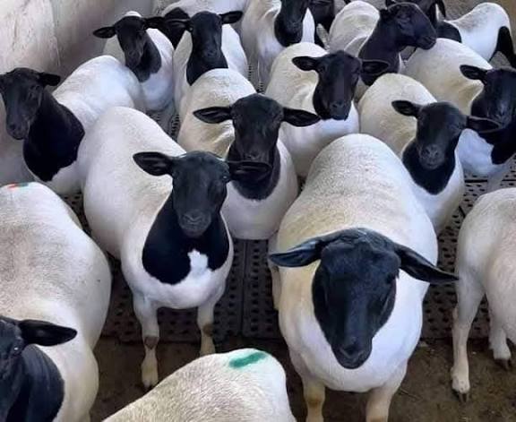 Livestock Farming is one venture I would encourage anyone who wants to venture into farming, it is the easiest thing to dispose of in case of an emergency. Jaribu kuuza shamba during an emergency uone vile ni ngumu kuuza.