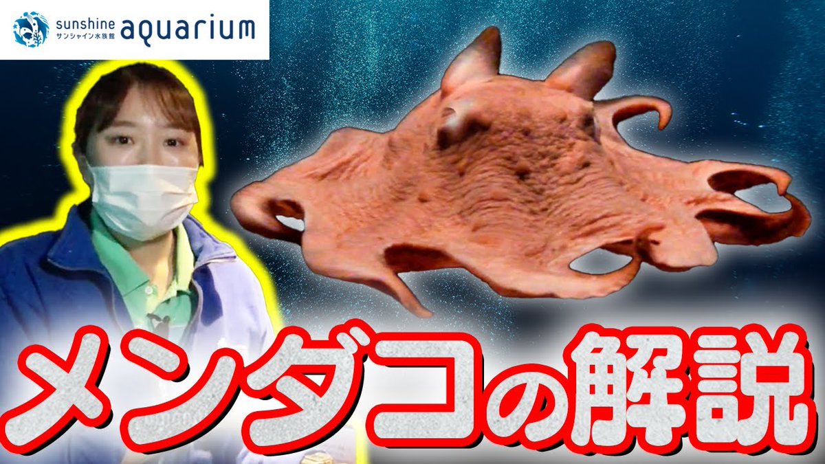 Sunshine_Aqua's tweet image. 🐙メンダコ情報🐙
youtu.be/zIrfRvOe8K8
現在展示中のメンダコは過去にも展示したことがあり、
2022年にメンダコを取り上げた解説動画をアーカイブにてご視聴いただけます。
メンダコについてより詳しくなれる内容となっておりますので、ぜひこの機会にご覧ください