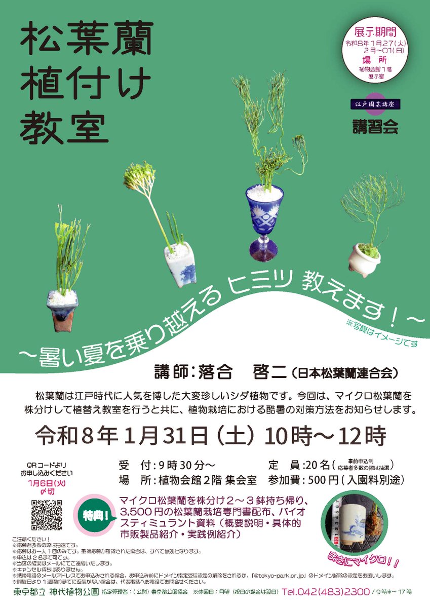 松葉蘭植え付け教室」開催のお知らせ/ 松葉蘭は江戸時代に人気を博した
