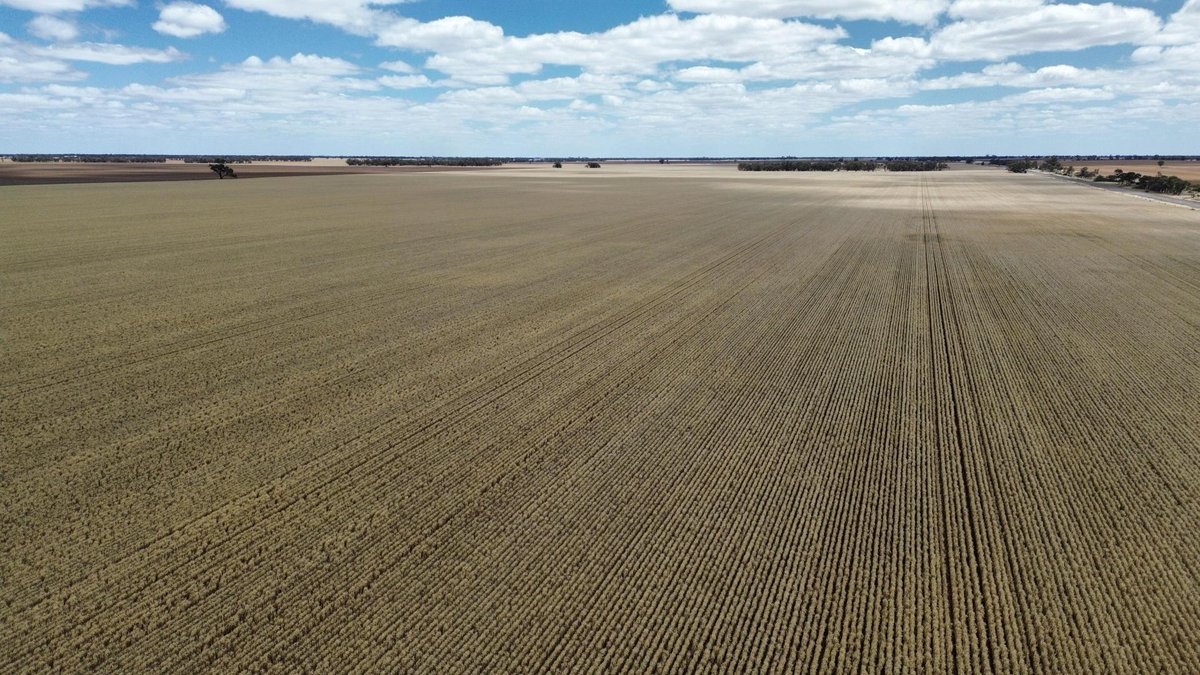 We acknowledge the challenges you have faced and continue to face this season, and we see your dedication. Stay focused, stay safe and remember that your Crop Smart team is here to support you through these critical days. Let's get through this harvest strong! 🌾