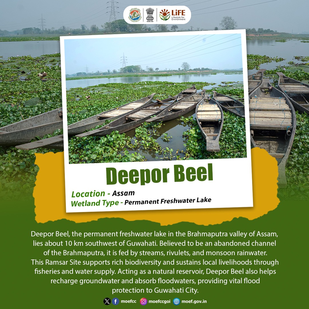moefcc's tweet image. Deepor Beel in Assam is a thriving freshwater wetland that sustains biodiversity, supports communities, and provides crucial flood protection to Guwahati.

#Wetlands #RamsarSites
#ProPlanetPeople