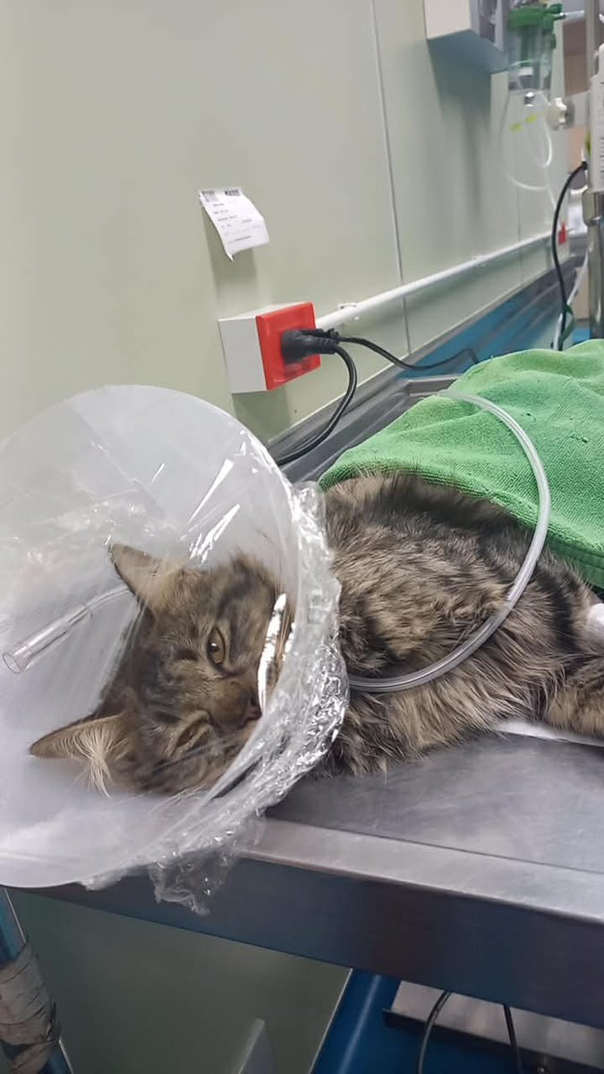 CatsterClub's tweet image. 🩸ขอรับบริจาคเลือดน้องแมวด่วนค่ะ🩸 (ฝากประกาศ)

โรงพยาบาลสัตว์เกษตรบางเขน
ติดต่อ คุณวัชระ สังวาลย์0947622769

ใครที่มีน้องแมวสุขภาพแข็งแรง
ฉีดวัคซีนครบถ้วน สามารถช่วยเหลือน้องได้รบกวนด้วยนะคะ 🙏🏻