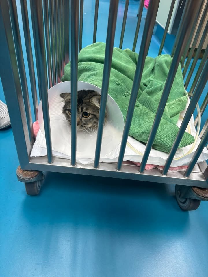 CatsterClub's tweet image. 🩸ขอรับบริจาคเลือดน้องแมวด่วนค่ะ🩸 (ฝากประกาศ)

โรงพยาบาลสัตว์เกษตรบางเขน
ติดต่อ คุณวัชระ สังวาลย์0947622769

ใครที่มีน้องแมวสุขภาพแข็งแรง
ฉีดวัคซีนครบถ้วน สามารถช่วยเหลือน้องได้รบกวนด้วยนะคะ 🙏🏻