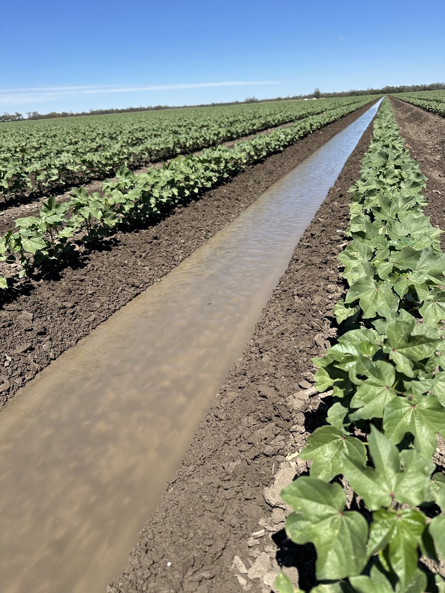 OutlookAg's tweet photo. Fert, cultivation &amp; 1st Incrop water👌 Cotton going to enjoy coming weeks 🙌 https://t.co/XEwlmEB1oA