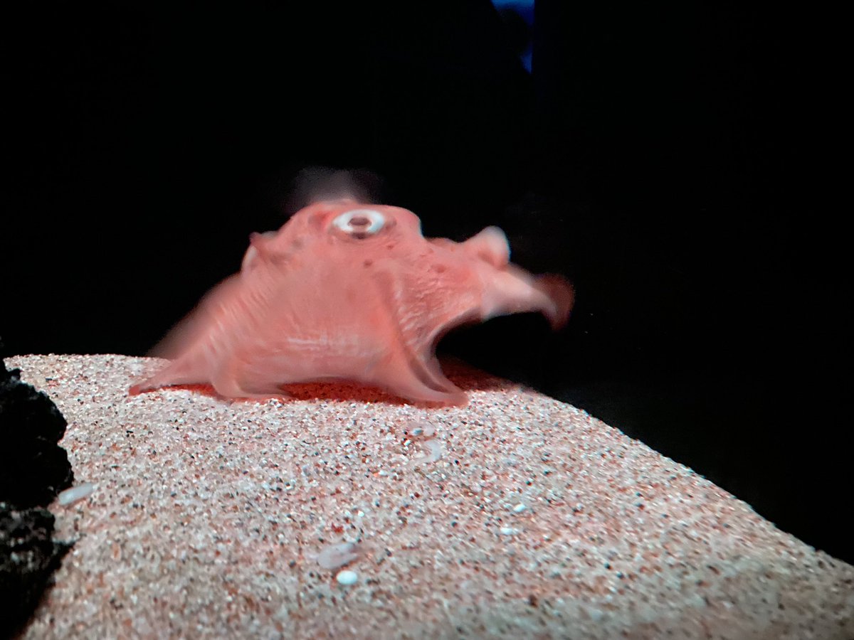 前回のメンダコ、深海生物のイメージをひっくり返すくらい動いてて驚い