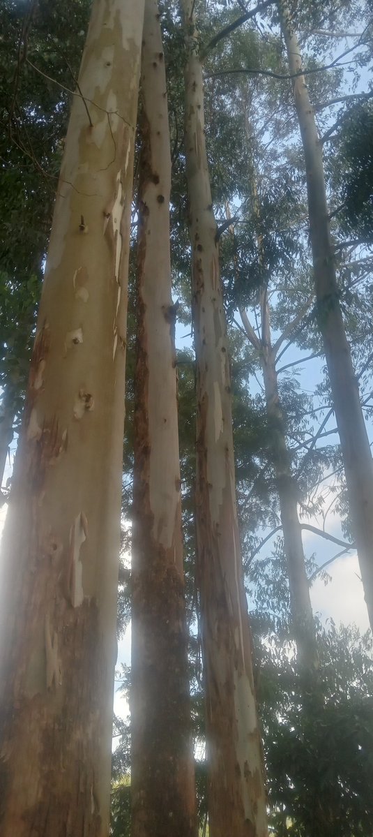 Who needs these huuge eucalyptus? 

I want to cut them down so I can plant coffee. 

Location: Embu

Bei ya jioni.