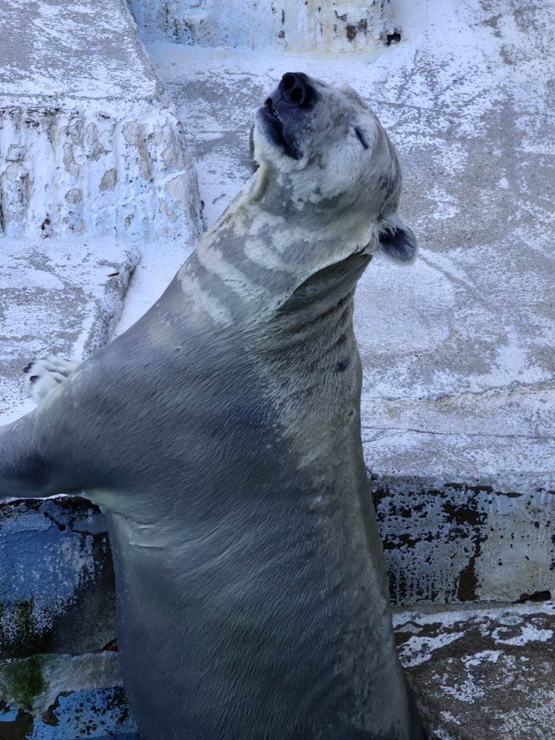 ちーじー🐼🌼 (@mutasokj) / Posts / X