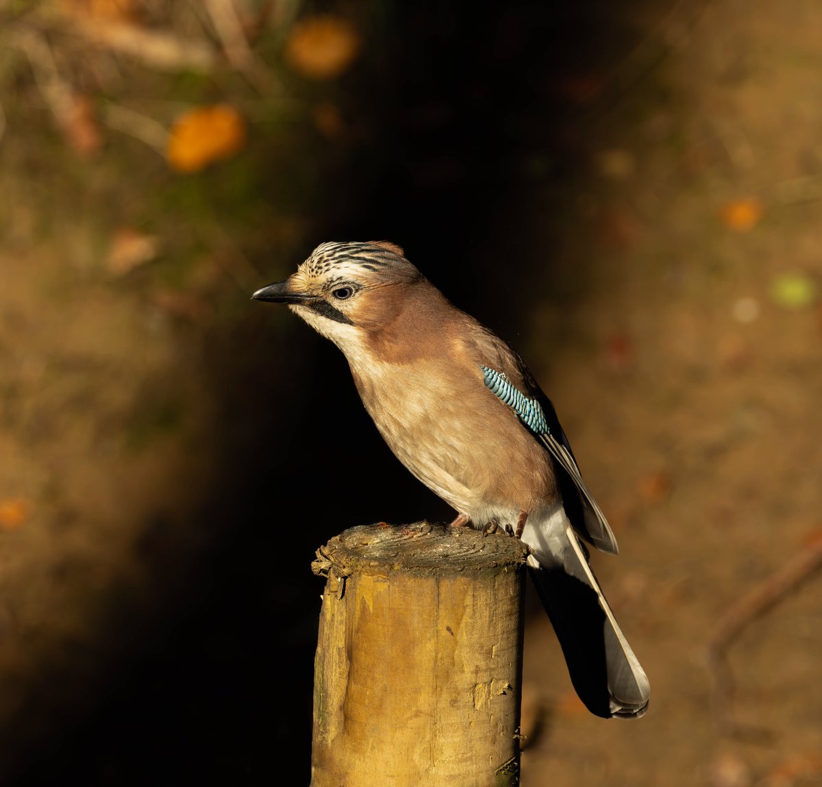 Jay