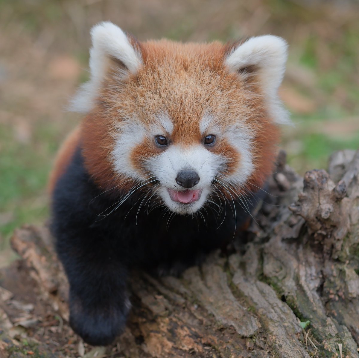 兄丸ズ。 (@2xWaxMdnv3D9qns) / Posts / X