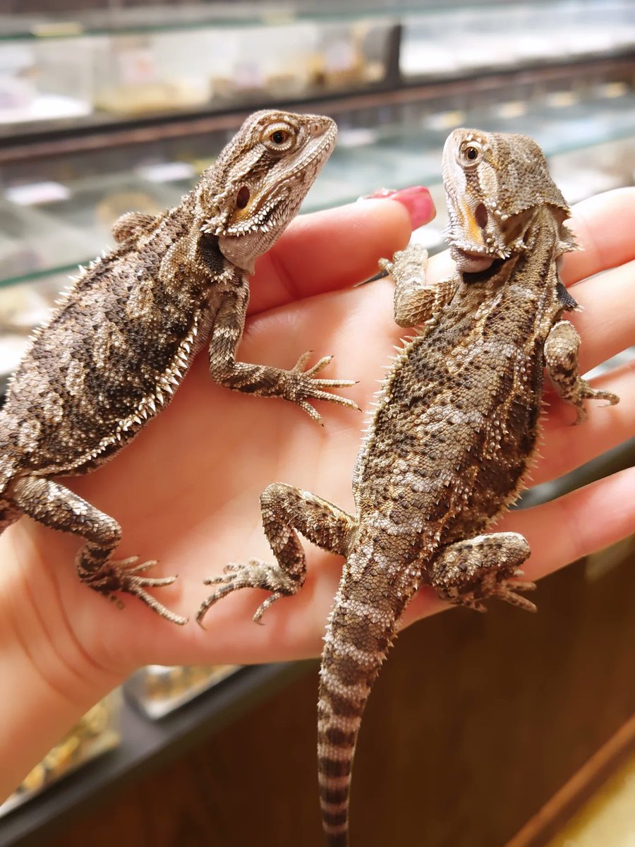 フトアゴ様。確認用 フトアゴ様。確認用 フトアゴヒゲトカゲ用品 | ジェックス株式会社