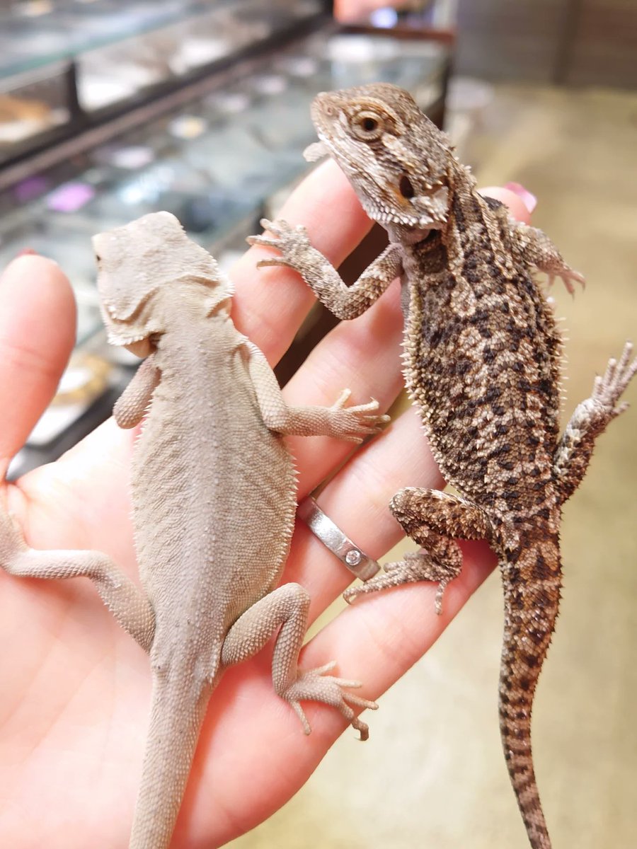 フトアゴ様。確認用 フトアゴ様。確認用 フトアゴヒゲトカゲ用品 | ジェックス株式会社