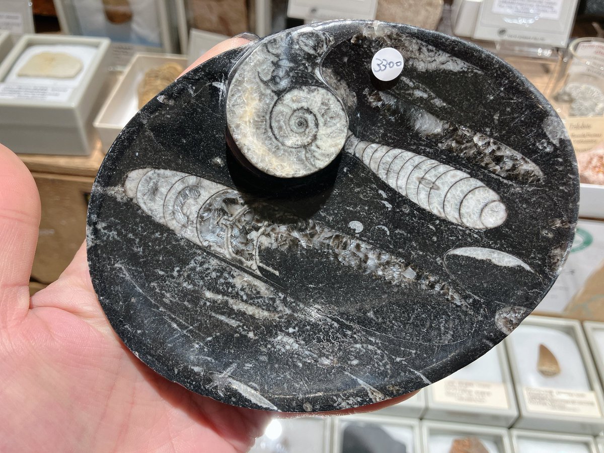 サキノハカ (@sakino_haka) / Posts / X