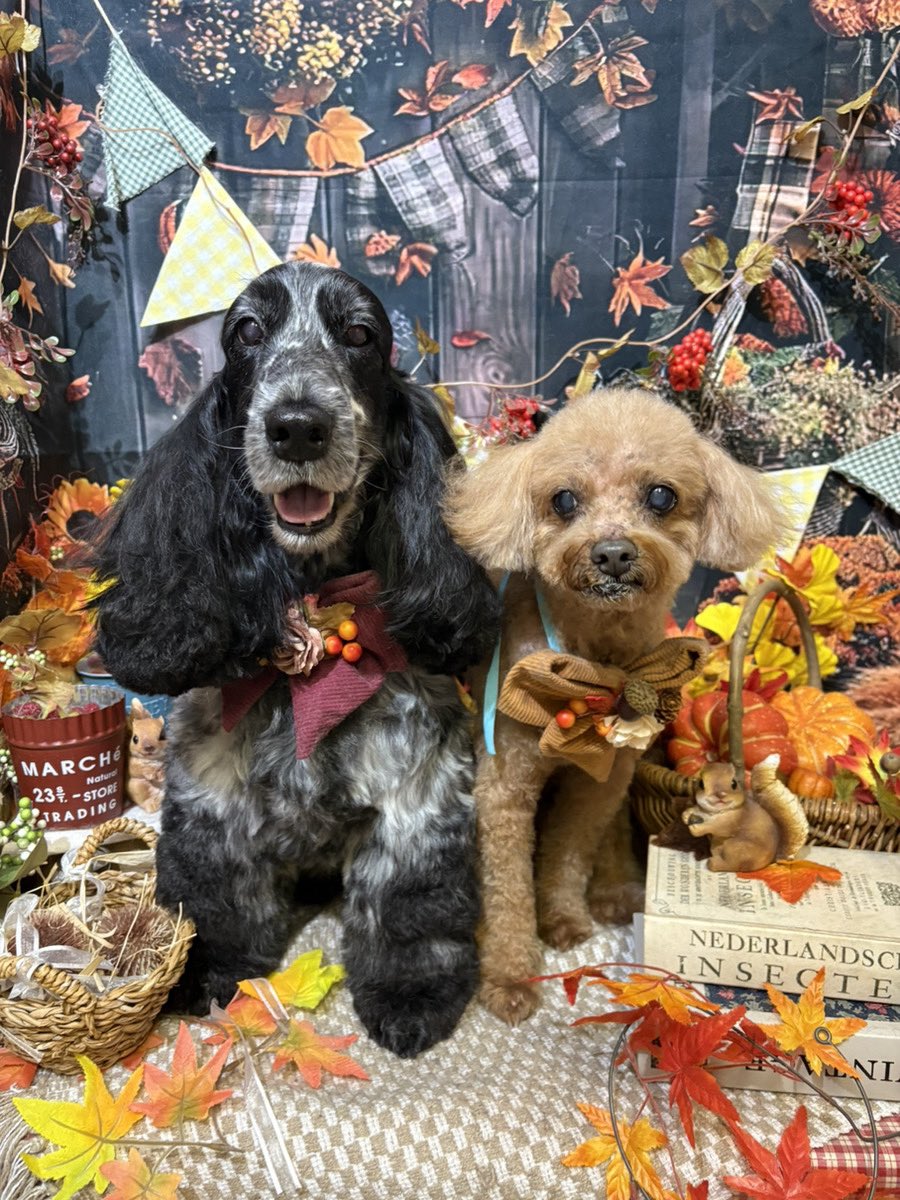 ナンシィちゃん＆ウッディくん🐾 こむぎちゃん🐾 ダンボくん🐾 小梅