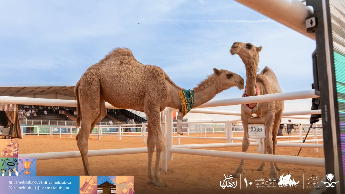 المهرجان ما يمر يوم إلا وفيه فعالية جديدة تضيف روح وحماس وتجذب الزوار للعروض والمنافسات ومناطق التفاعل الحية والله #مهرجان_الملك_عبدالعزيز_للإبل10