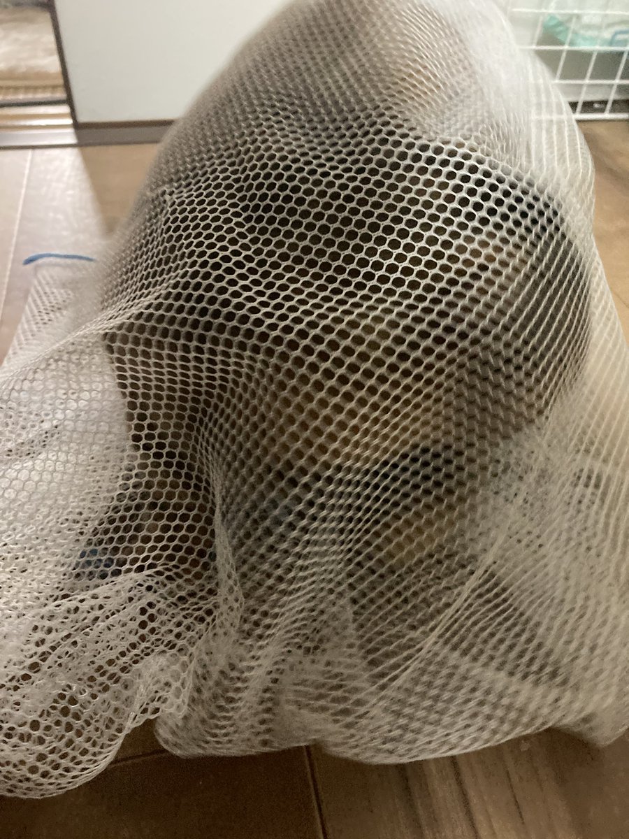 猫ってのは偉いもんで、呼ぶと普段くるんですけど今日はしっかりベッドの下に逃げました。
まぁあっさり捕まるんですけど