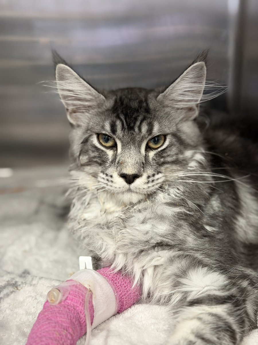 i’ve adopted a 4 month old maine coon that was surrendered at work today