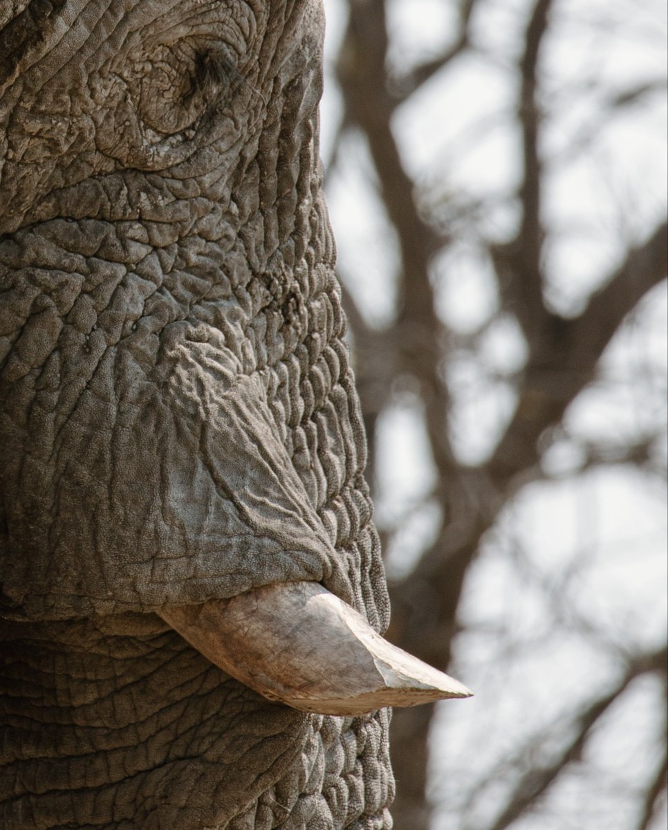 At Ongava, encounters like these unfold quietly – a reminder of the ancient lives we are privileged to share space with.