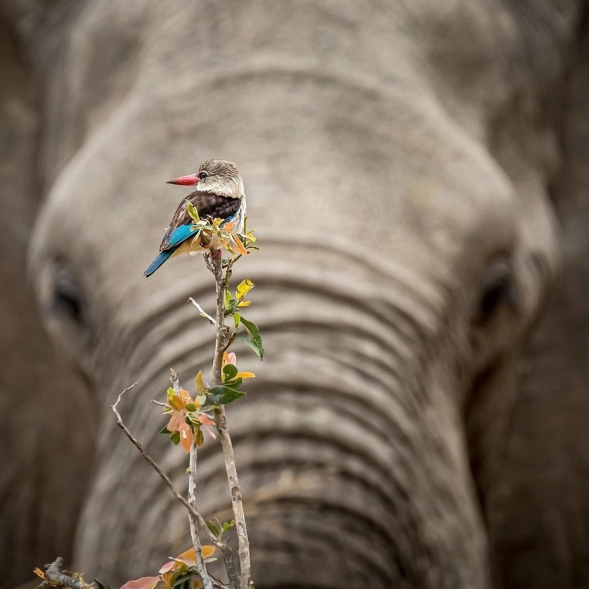 The simple things are also the most extraordinary things
And only the wise can see them.

Paulo Coelho