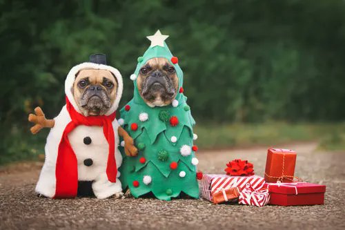 FurryFriends76's tweet image. They said “dress for the job you want”…  
So they became Christmas itself 🎄❄️😂❤️  

#ChristmasDogs #LittlePawsDaily #SantaPaws