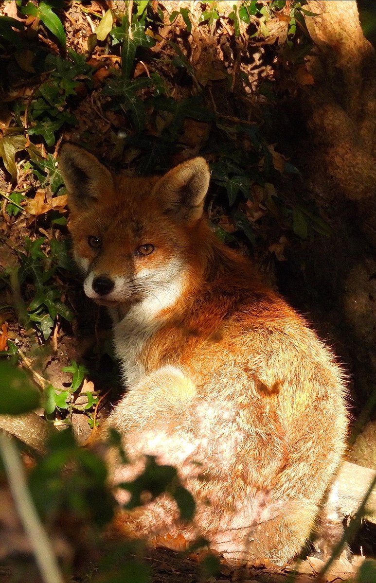 Your  #FoxOfTheDay today is from <a href="/matthewjames86/">matthew olschlager</a>.bsky.social on BlueSky , thank you Matthew !