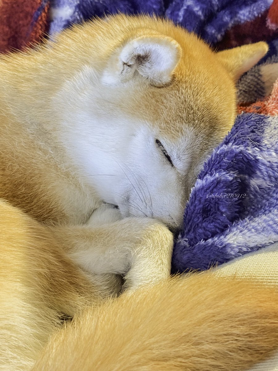 しば犬です。私の汗と涙が染み付いています。 しば犬です。私の汗と涙が染み付いています。 柴犬もも (@shiba210912