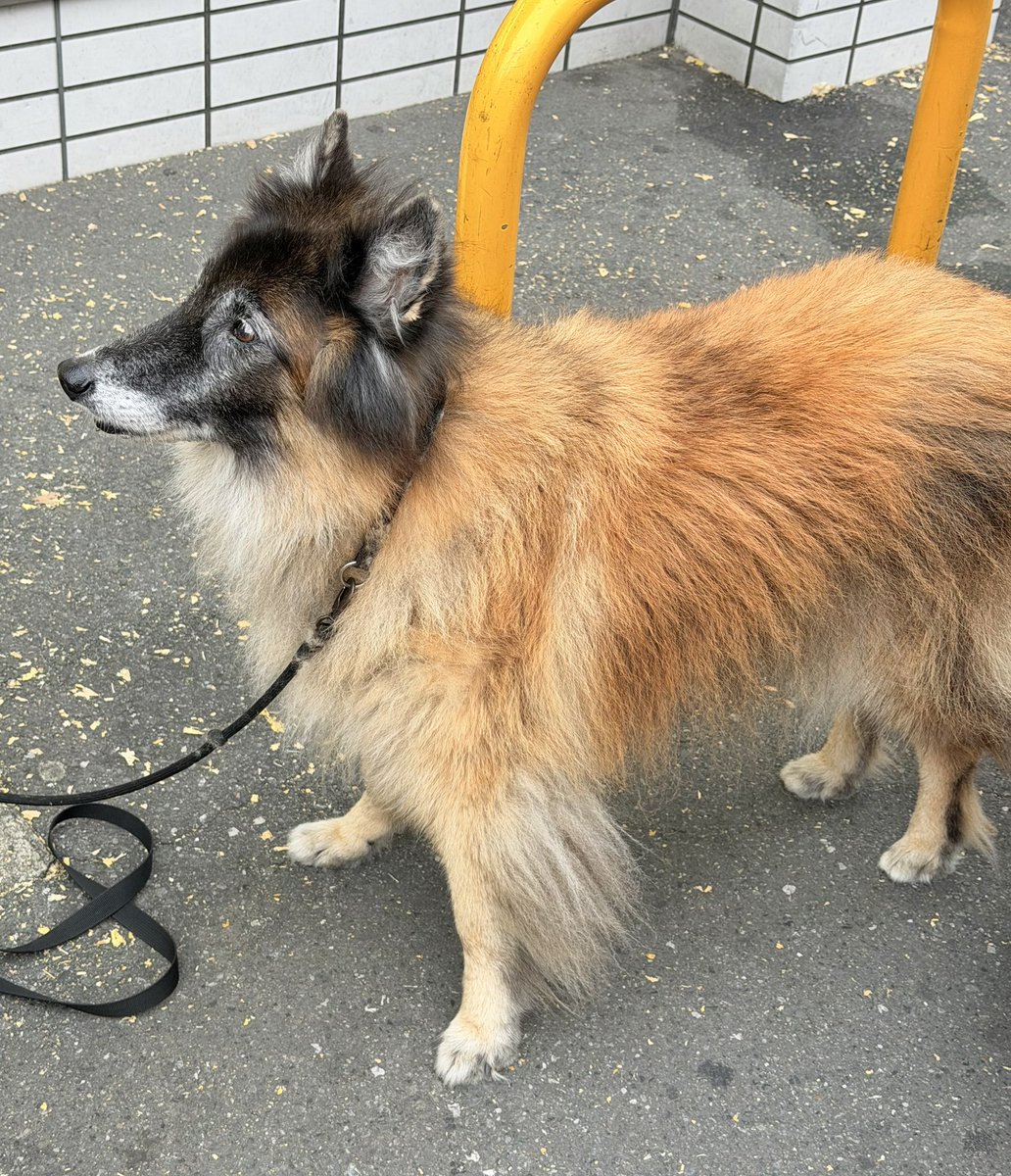 【きょうのわんこ】

仕事場の近くで、いつも会うベルジアン・タービュレン。

眼の周りの毛が白くなってきているシニア犬。