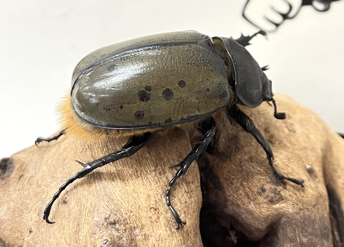 YONEPIE (@SMNuynCjqYeqkjC) / Posts / X