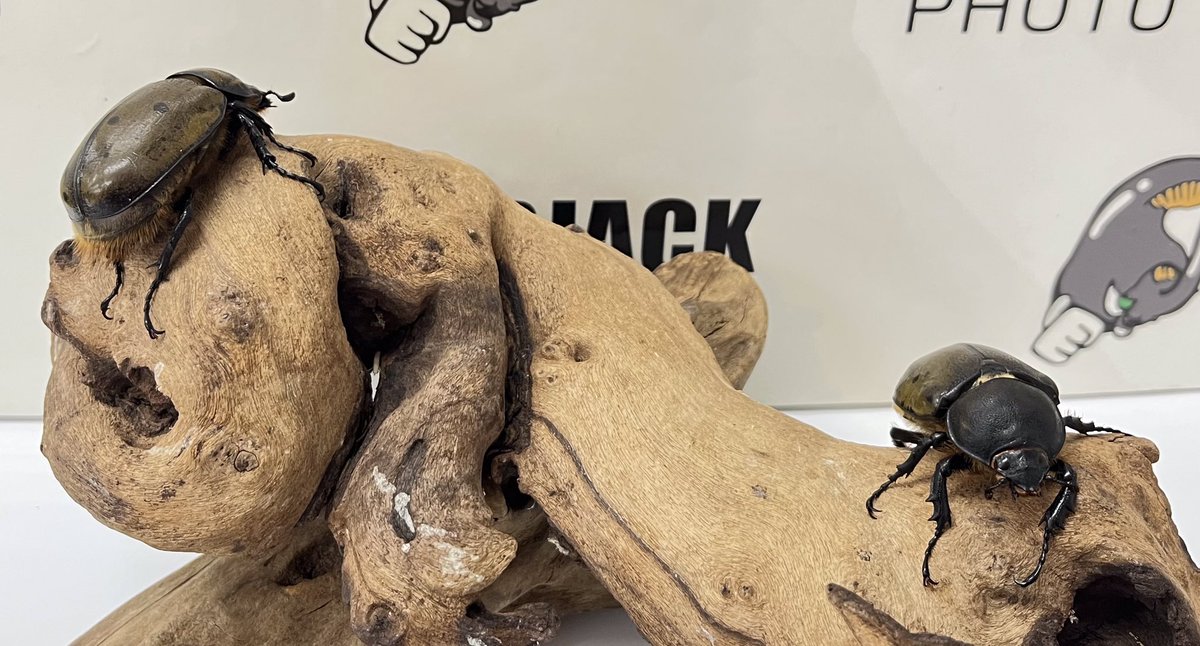 YONEPIE (@SMNuynCjqYeqkjC) / Posts / X