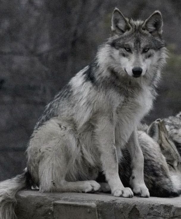 bbububear's tweet image. เมะ gen5                              เมะ gen3