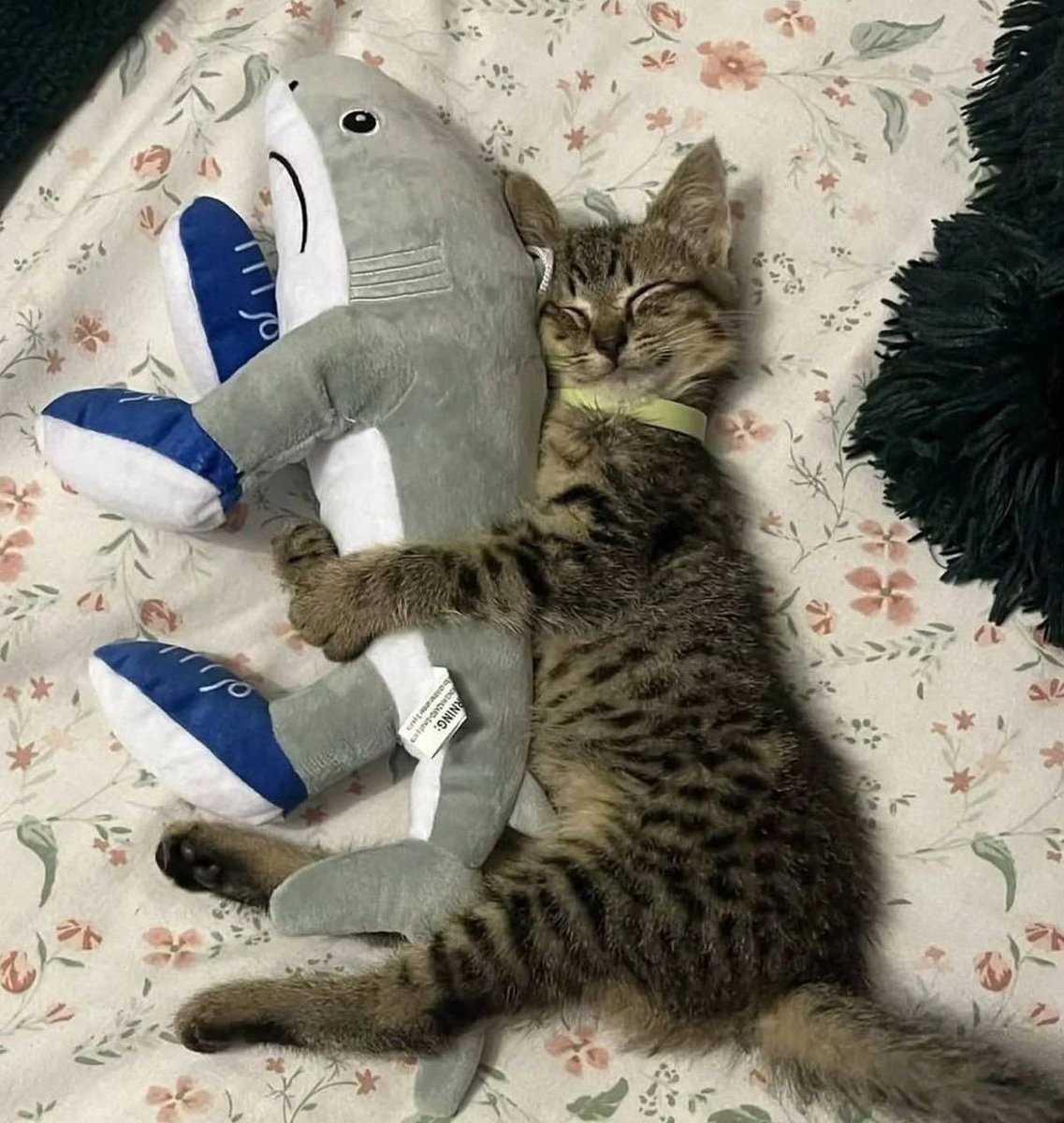 CuteFixDaily's tweet image. &amp;lt;3