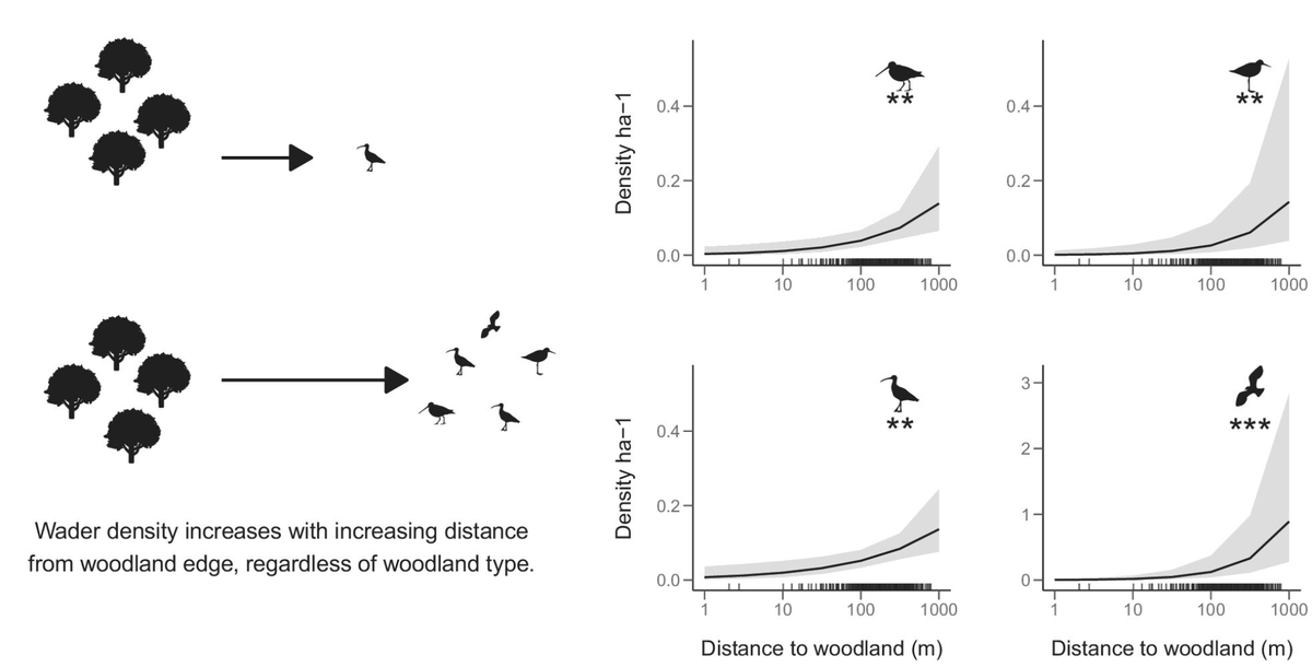 GrahamFAppleton's tweet photo. Trees or breeding waders?
THREAD 1/4
There's little point paying farmers to leave space for breeding waders if their neighbours are going to plant trees.
https://t.co/1YCpAiHVZb
New review paper by Emma Sheard et al suggests that forests create ...

#ornithology https://t.co/TFwG9kr83F