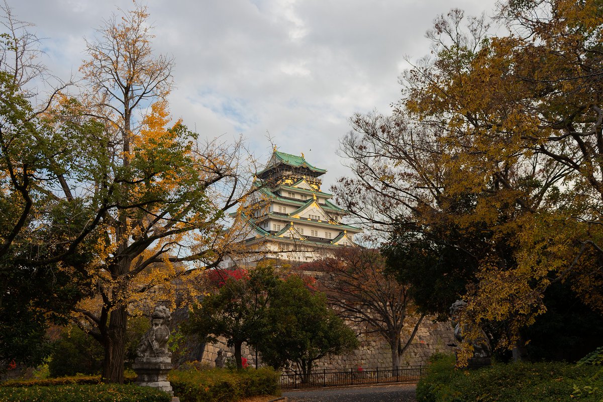 paperman64's tweet photo. この秋2回目、大阪城へ紅葉を観に行きました。
大阪城の紅葉も見頃を迎えました。銀杏も素敵だったのですがうまく撮れていませんでした

写真1枚目⋯蔦のグラデーションがとても綺麗
写真4枚目⋯こちらは狂い咲きではなくて十月桜です。とグーグル先生が教えてくれました🧐

#大阪城公園 #大阪城 #紅葉 https://t.co/ftCb9ouJfK