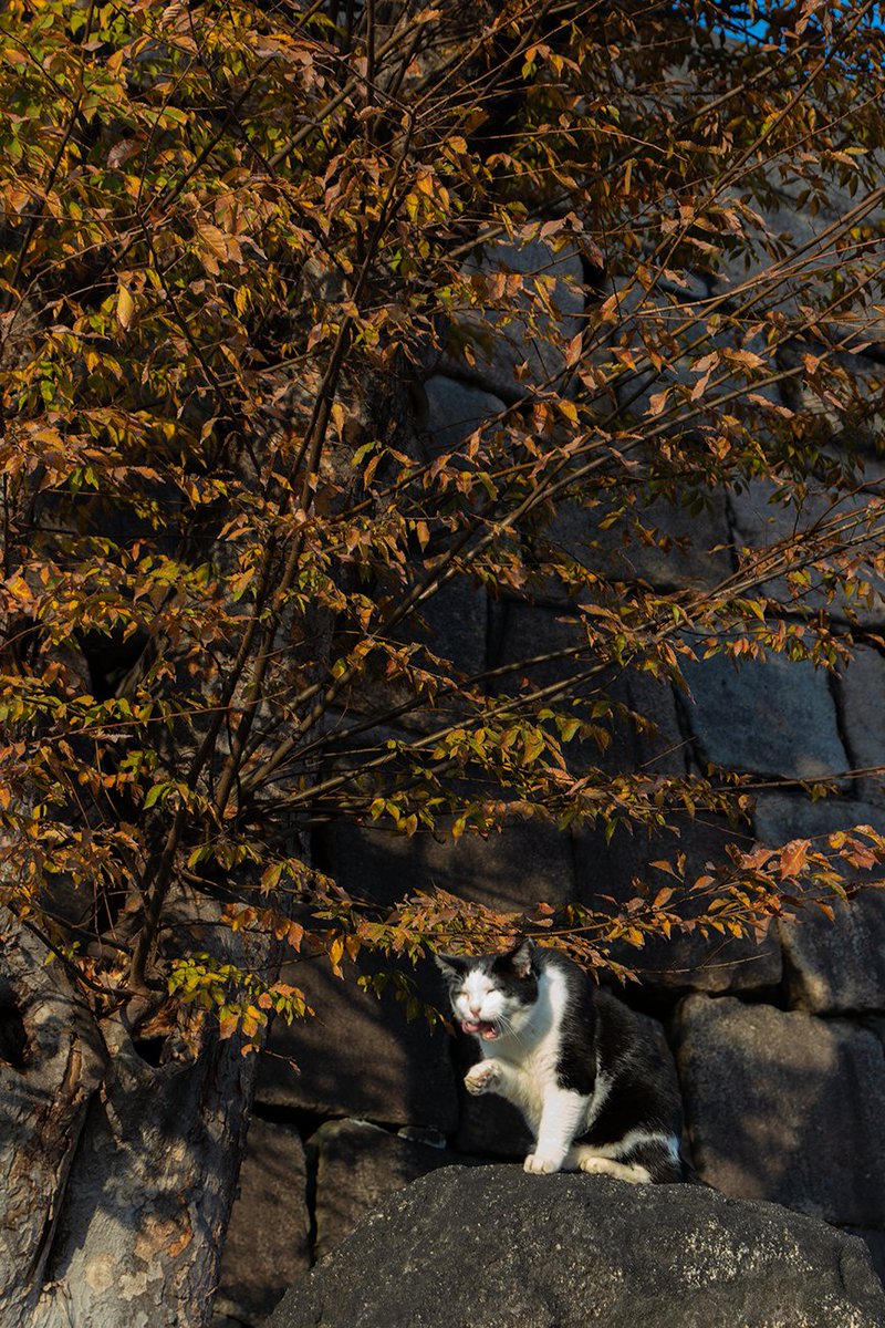 paperman64's tweet photo. この秋2回目、大阪城へ紅葉を観に行きました。
大阪城の紅葉も見頃を迎えました。銀杏も素敵だったのですがうまく撮れていませんでした

写真1枚目⋯蔦のグラデーションがとても綺麗
写真4枚目⋯こちらは狂い咲きではなくて十月桜です。とグーグル先生が教えてくれました🧐

#大阪城公園 #大阪城 #紅葉 https://t.co/ftCb9ouJfK