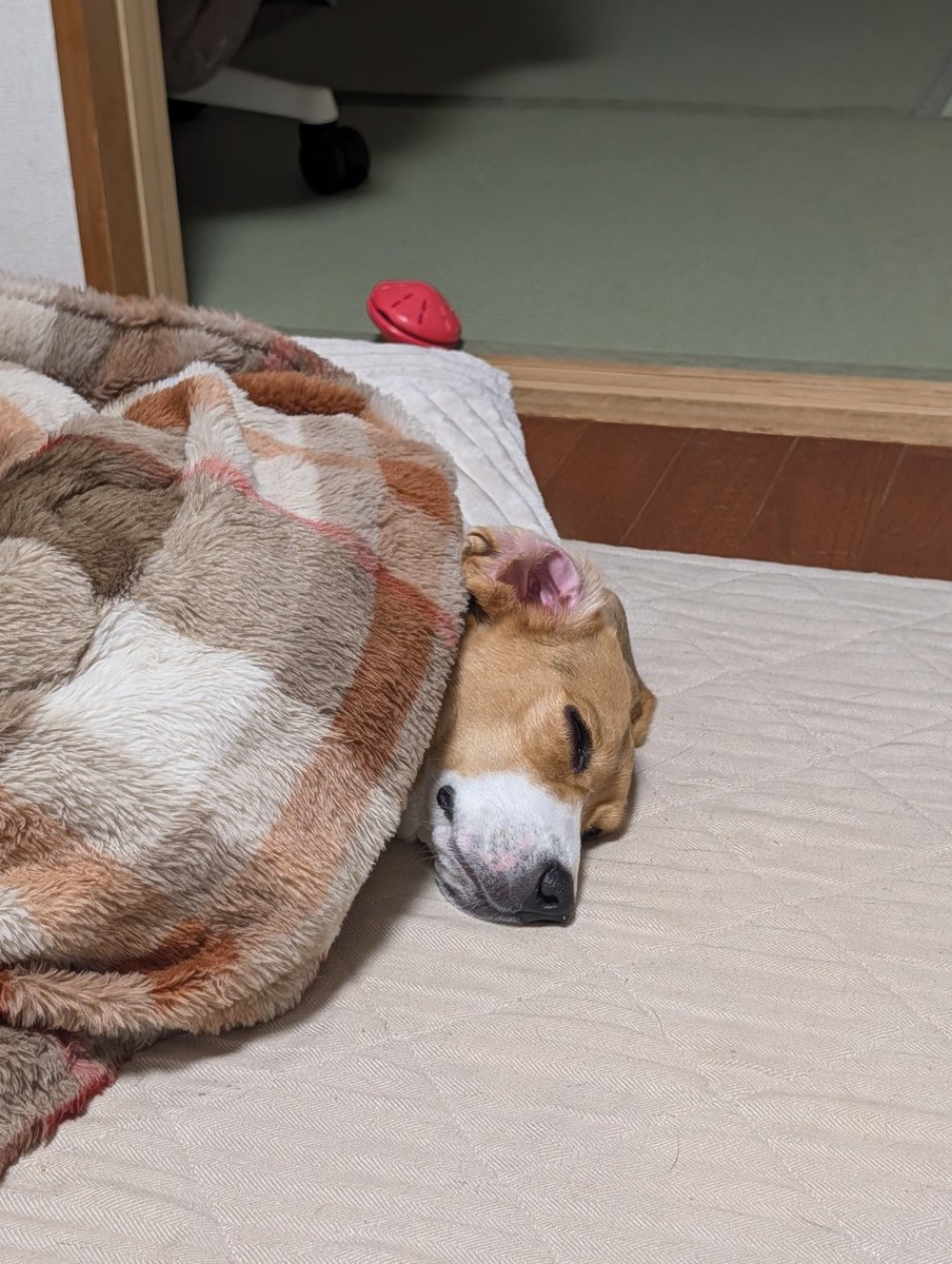 Roux_0927's tweet photo. こたつを器用にくつろぐ犬 https://t.co/gnh8YxppZg