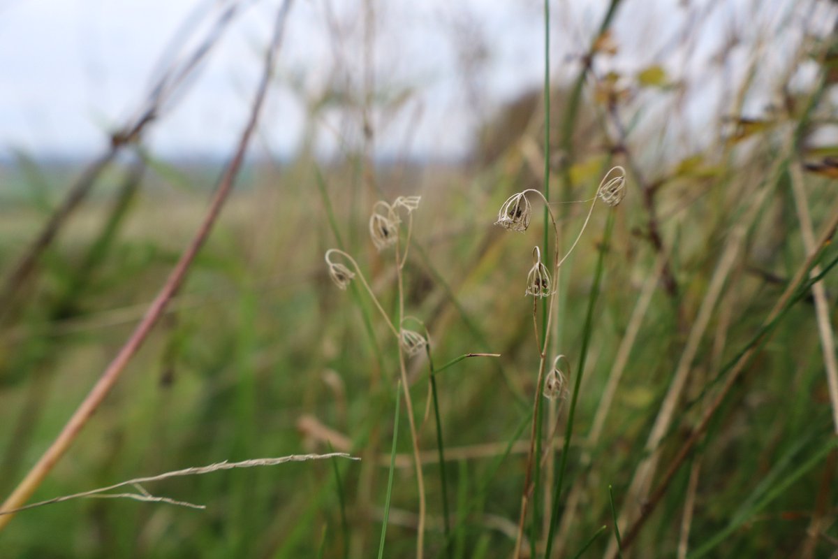 Skeletons of the summer's harebells.