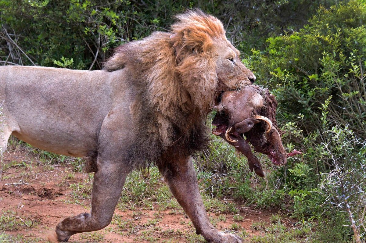 SANParks's tweet image. 📸 Anne Laing 📍 #AddoElephantNationalPark #LiveYourWild #WildBackyard #lion #lions #warthog #nature #wildlife #wildlifephotography