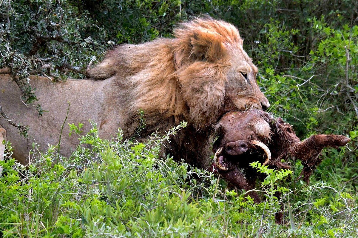SANParks's tweet image. 📸 Anne Laing 📍 #AddoElephantNationalPark #LiveYourWild #WildBackyard #lion #lions #warthog #nature #wildlife #wildlifephotography